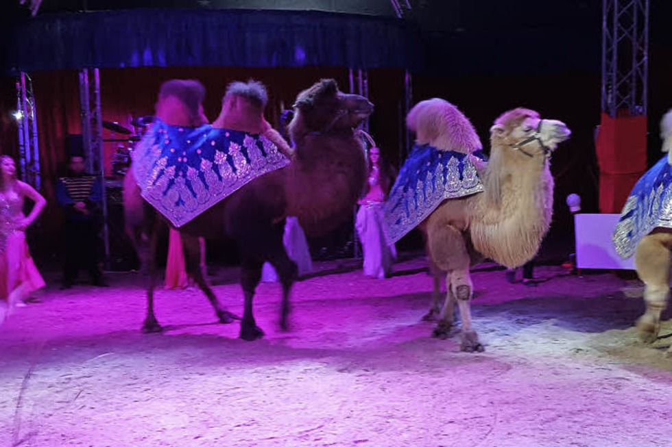 Circus Rudolf Busch gastiert auf dem Messeplatz - Badische Zeitung TICKET