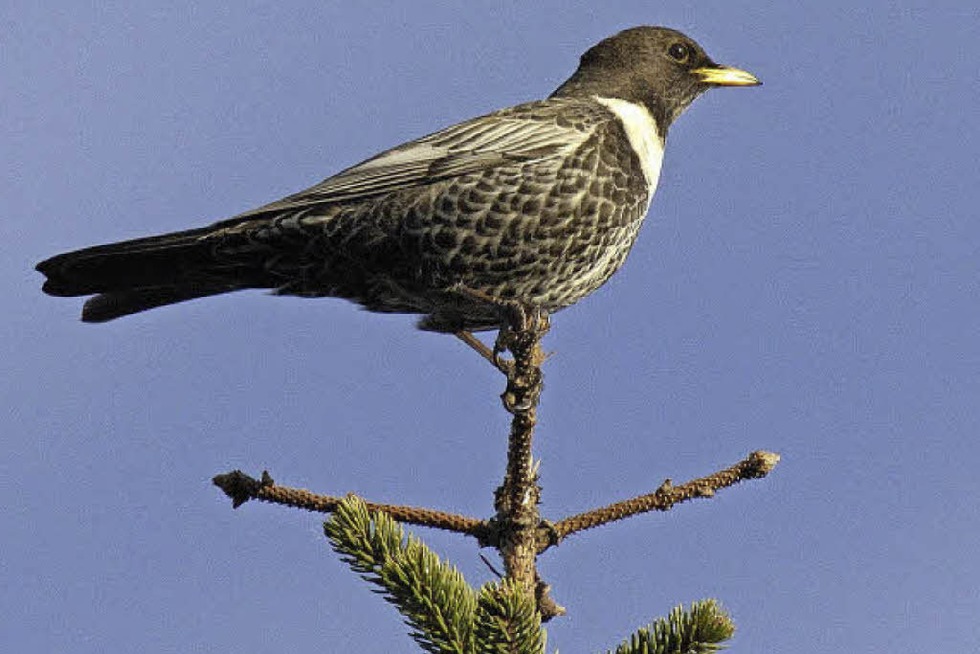 Erster Vogel-Tag mit vielseitigem Programm und vielen Mitmachaktionen - Badische Zeitung TICKET