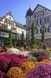 Die Chrysanthema in Lahr - eine Stadt blht auf - Badische Zeitung TICKET