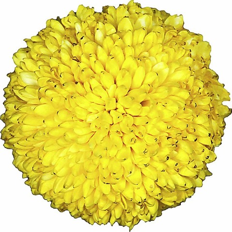 Die Chrysanthema in Lahr - eine Stadt blht auf - Badische Zeitung TICKET