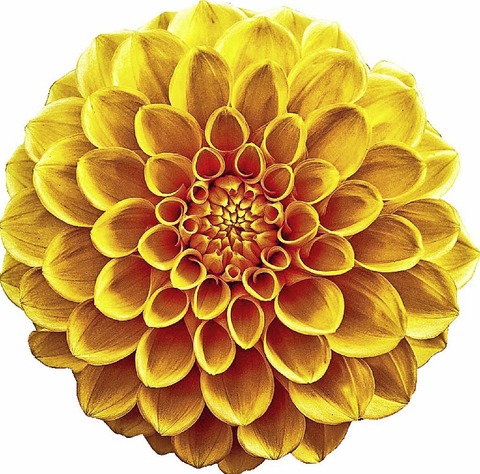 Die Chrysanthema in Lahr - eine Stadt blht auf - Badische Zeitung TICKET