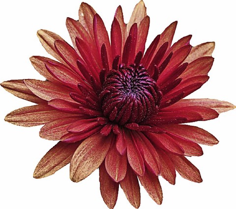 Die Chrysanthema in Lahr - eine Stadt blht auf - Badische Zeitung TICKET
