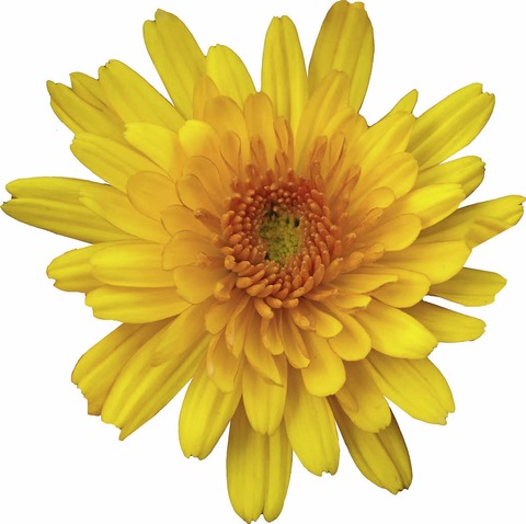Die Chrysanthema in Lahr - eine Stadt blht auf - Badische Zeitung TICKET