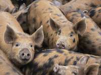 Glcklich und lecker: englische Schweine aus Oberkirch