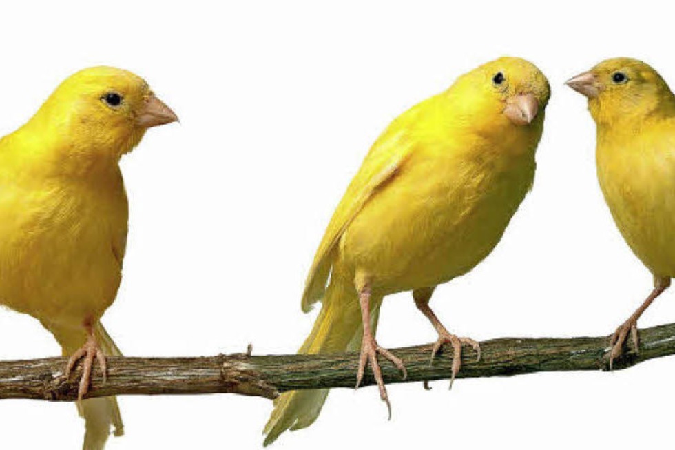 Vogelausstellung, -wettbewerb und -brse im Kurhaus - Badische Zeitung TICKET