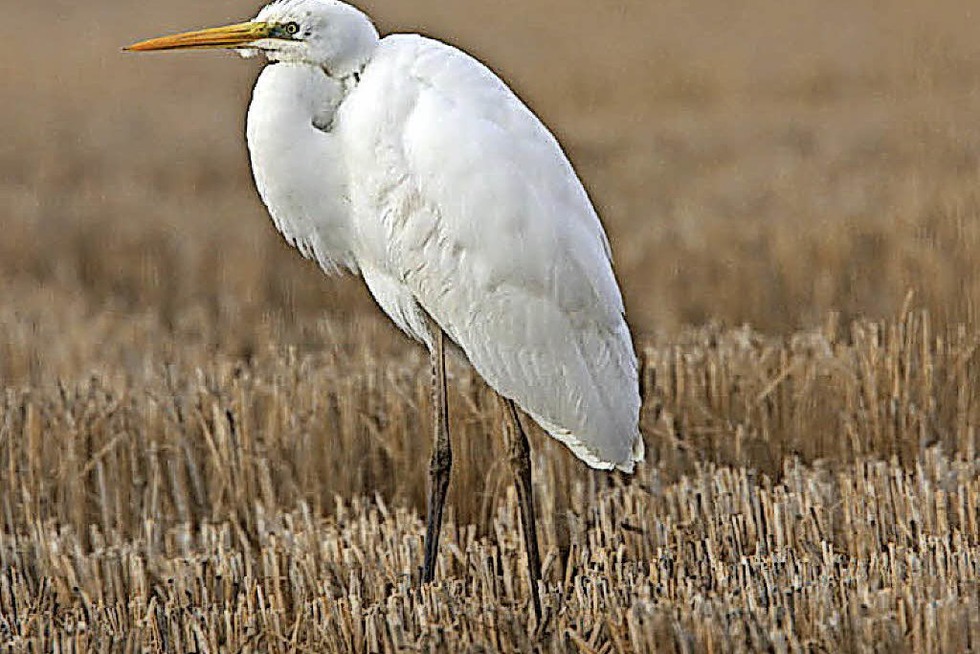 Raubwrger, Bergpieper, Silberreiher und Eisvogel knnen entlang der Dreisam beobachtet werden - Badische Zeitung TICKET