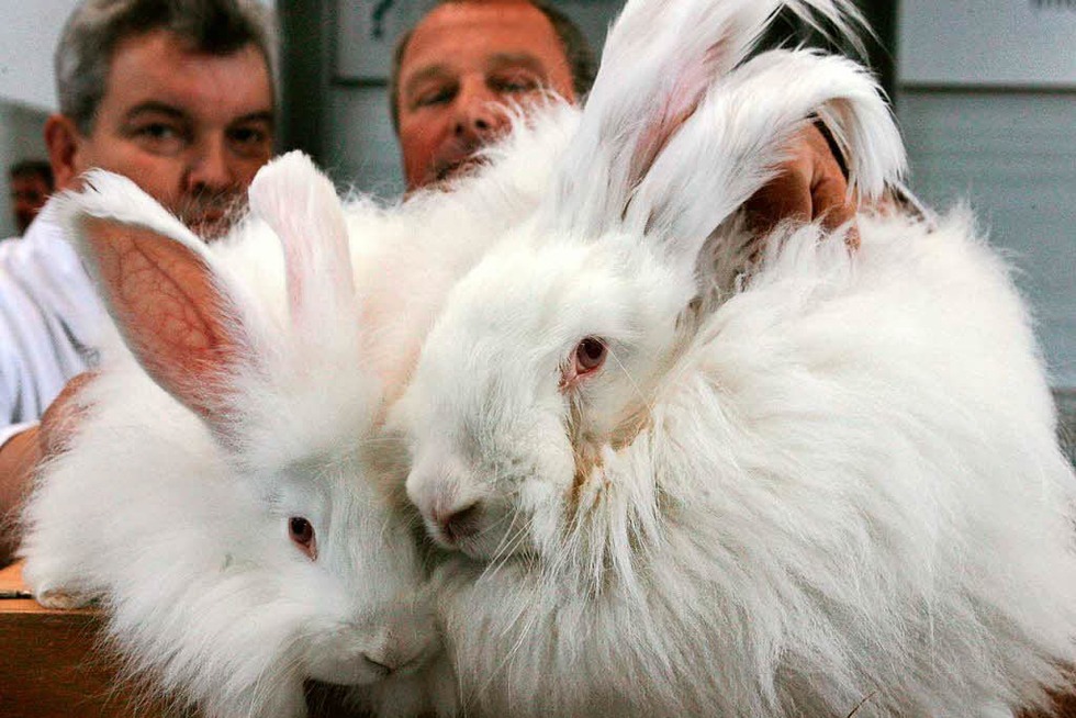 3800 Kaninchen bei der groen Landesschau in der Ortenauhalle - Badische Zeitung TICKET