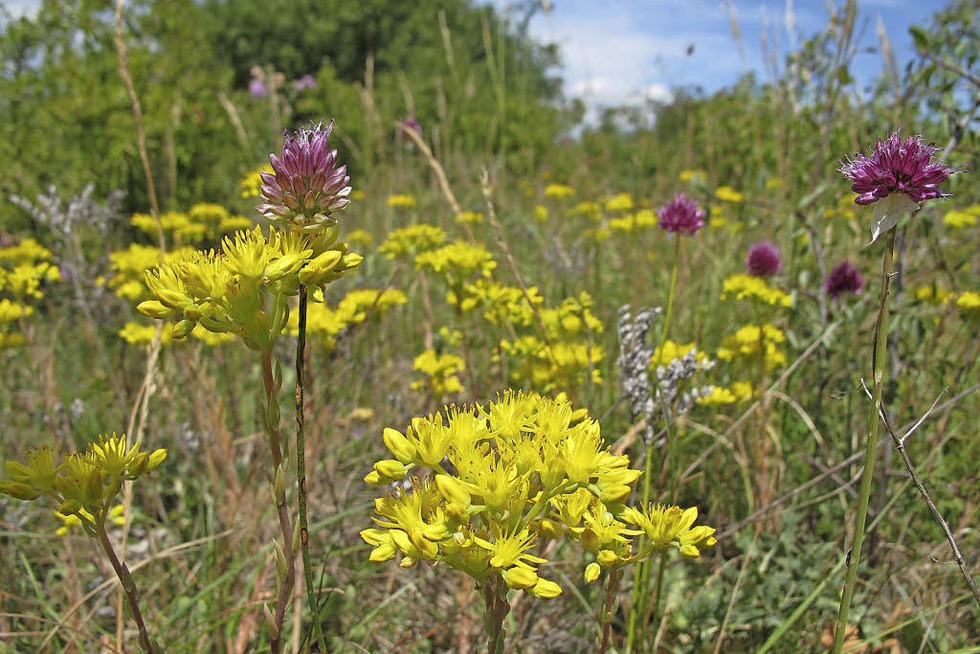 NATUR AM KAISERSTUHL - Badische Zeitung TICKET