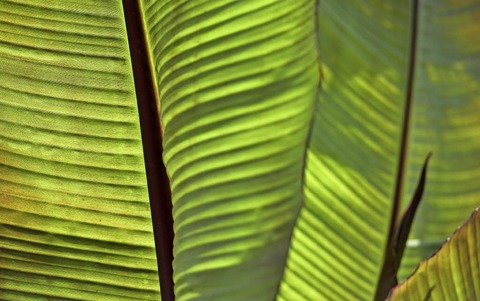 Im Botanischen Garten gibt's Veranstaltungen zur "Woche der Botanischen Grten" - Badische Zeitung TICKET