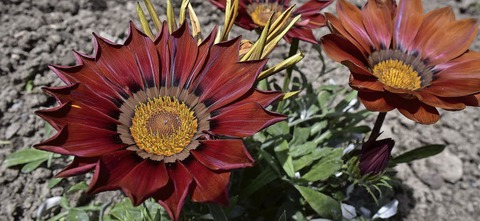 Im Botanischen Garten gibt's Veranstaltungen zur "Woche der Botanischen Grten" - Badische Zeitung TICKET