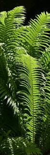 Im Botanischen Garten gibt's Veranstaltungen zur "Woche der Botanischen Grten" - Badische Zeitung TICKET