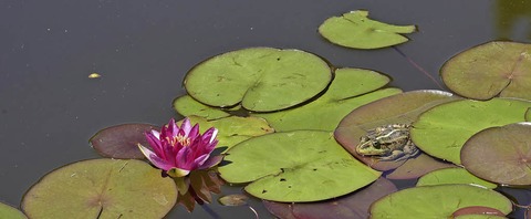 Im Botanischen Garten gibt's Veranstaltungen zur "Woche der Botanischen Grten" - Badische Zeitung TICKET