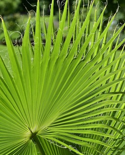 Im Botanischen Garten gibt's Veranstaltungen zur "Woche der Botanischen Grten" - Badische Zeitung TICKET