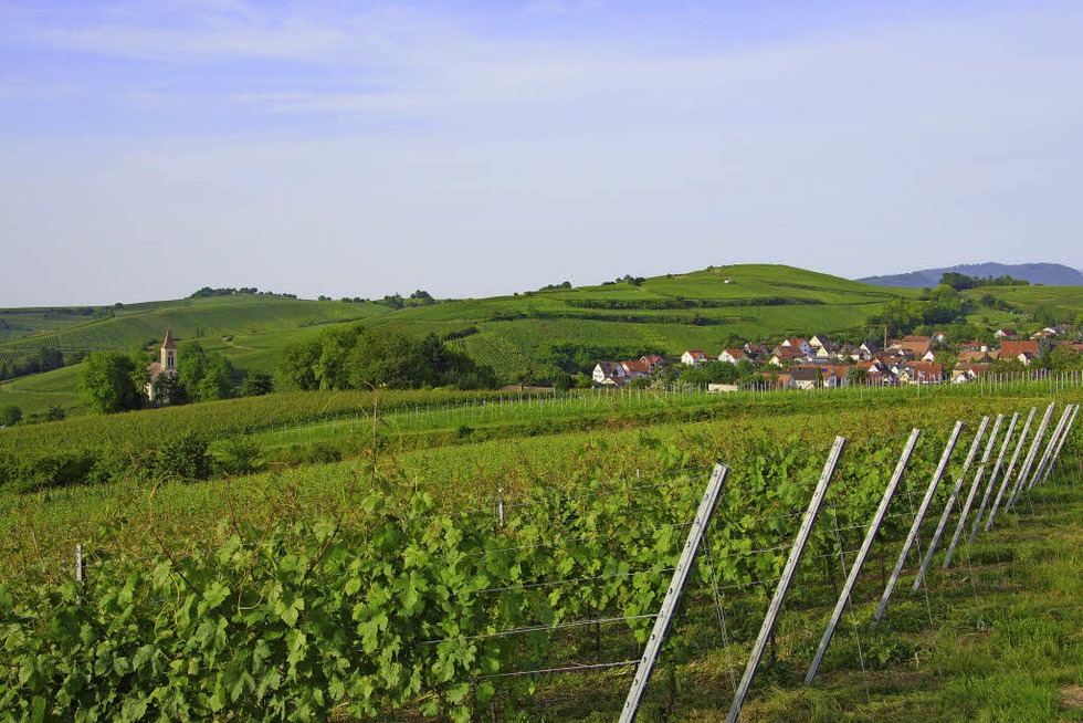 Auf dem Wiiwegli von Mllheim nach Rheinweiler - Badische Zeitung TICKET