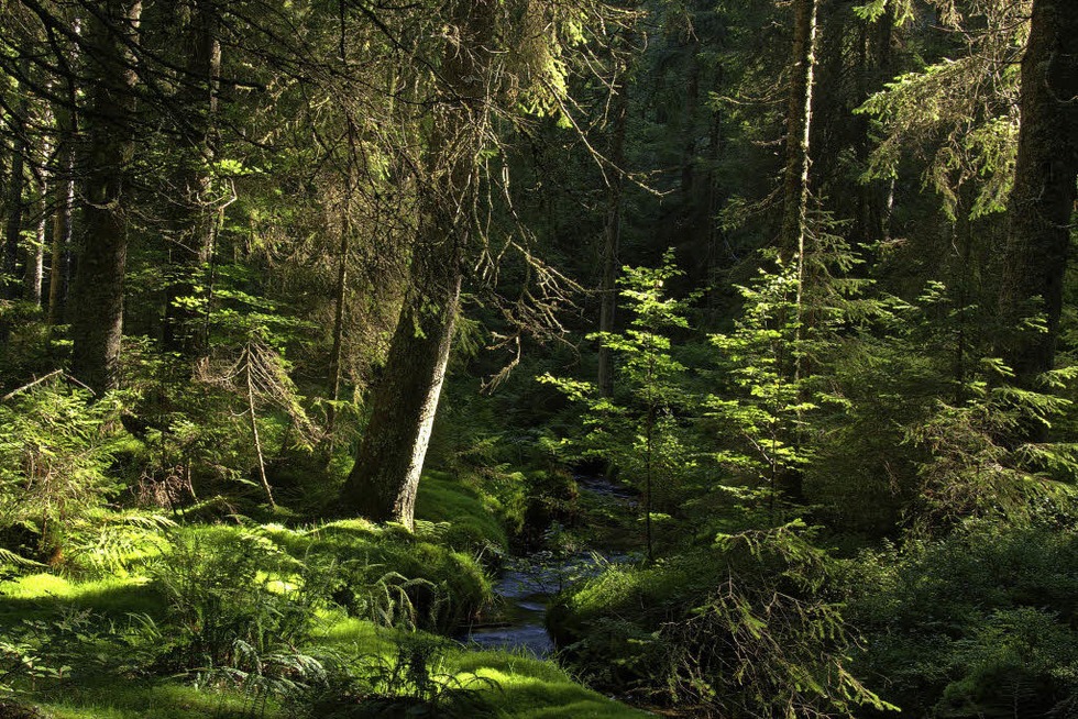 Zauberwaldpfad im Naturschutzgebiet Taubenmoos bei Bernau - Badische Zeitung TICKET