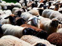 Spektakulres Drohnenvideo: 1500 Schafe berqueren Alpengipfel
