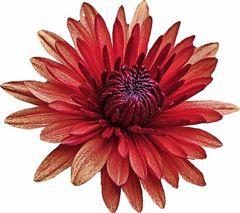 Chrysanthema Lahr - Badische Zeitung TICKET