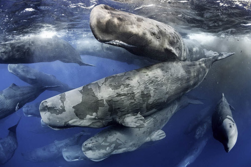 Wildlife Photographer of the Year 2017 im Naturhistorischen Museum Basel - Badische Zeitung TICKET