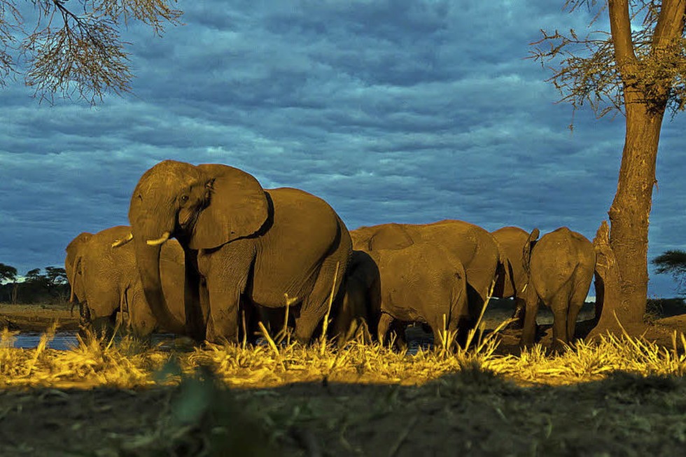 Tierreichtum und Artenvielfalt in Botswana - Badische Zeitung TICKET