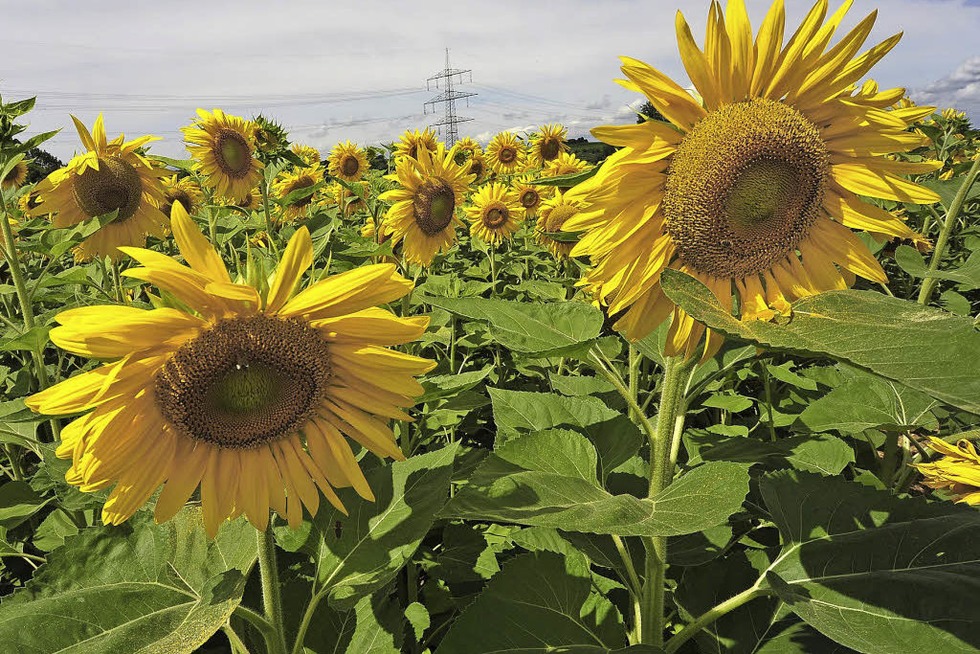 Das Sonnenblumenlabyrinth erffnet - Badische Zeitung TICKET