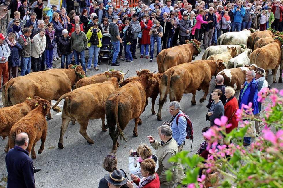 Schwarzwaldgemeinde feiert Viehabtrieb auf den Straen des Dorfes - Badische Zeitung TICKET