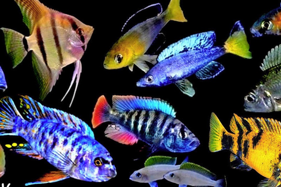 Bunte Vielfalt in den Aquarien der Fisch-Brse in Freiburg-St.Georgen - Badische Zeitung TICKET
