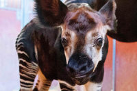 Stuttgarts jngstes Okapi ist bei einer Operation gestorben