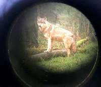 Es gibt keinen zweiten Wolf im Nordschwarzwald &#8211; nur eine falsche Kotprobe