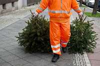Abfallwirtschaft Freiburg holt ab Montag die Weihnachtsbume ab