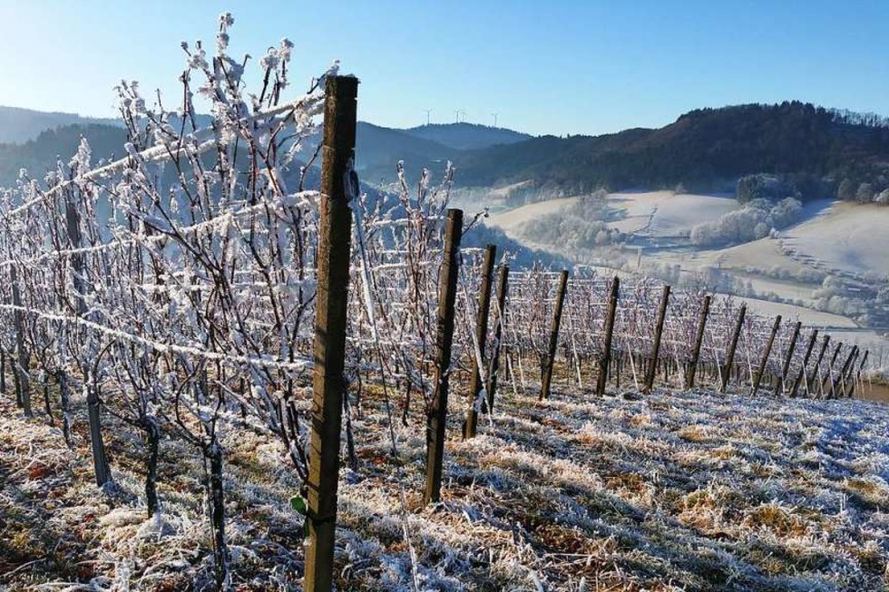 Glottertals Jungwinzer laden zum winterlichen Weinfest in den Reben - Badische Zeitung TICKET