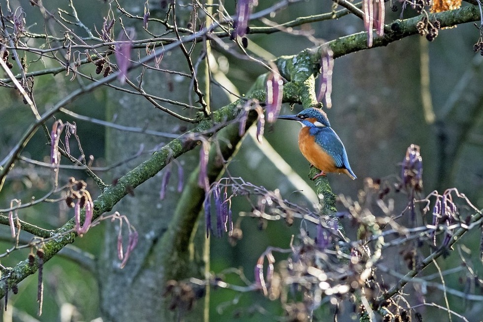 Bekannte Wintergste, ein Eisvogel-Paar, derzeit im Zoo Basel - Badische Zeitung TICKET