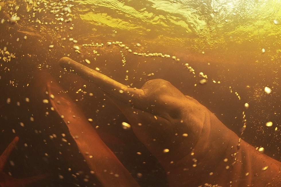 "Aqua - Fotografien von Michel Roggo" im Naturhistorischen Museum Basel - Badische Zeitung TICKET