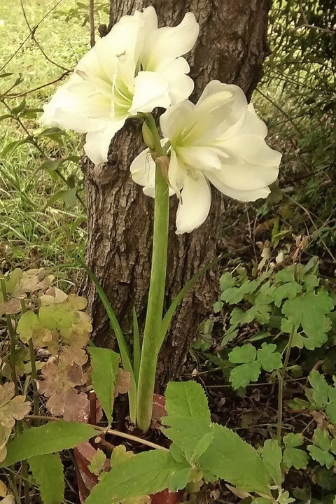 Amaryllis zum bersommern im Garten - Badische Zeitung TICKET