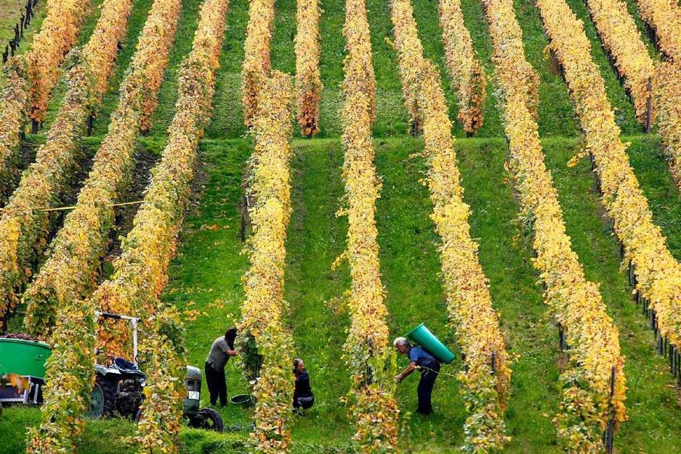 WG Wolfenweiler und Winzerhaus St. Georg veranstalten eine Wein- und Genusswanderung - Badische Zeitung TICKET