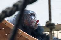 Schimpansen und Okapis bekommen Nachwuchs