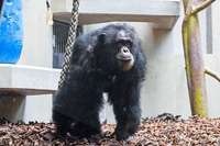 Zoo Basel trauert um Schimpansen Tatu &#8211; Todesursache unklar
