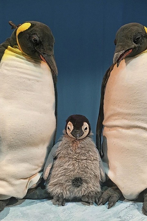 Pit Pinguin und seine Familie kommen ins Vorderhaus - Badische Zeitung TICKET