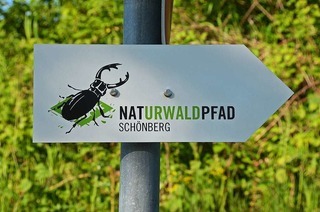 Naturwaldpfad am Schönberg