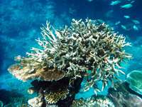 Kurzfilm der Woche: Wie Korallenriffe durch Elektrolyse gerettet werden knnen