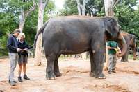 Im Stuttgarter Zoo wurde erstmals einem Elefanten der Blutdruck gemessen