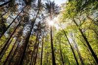 Freiburger Forstamt weist auf hohe Waldbrandgefahr hin
