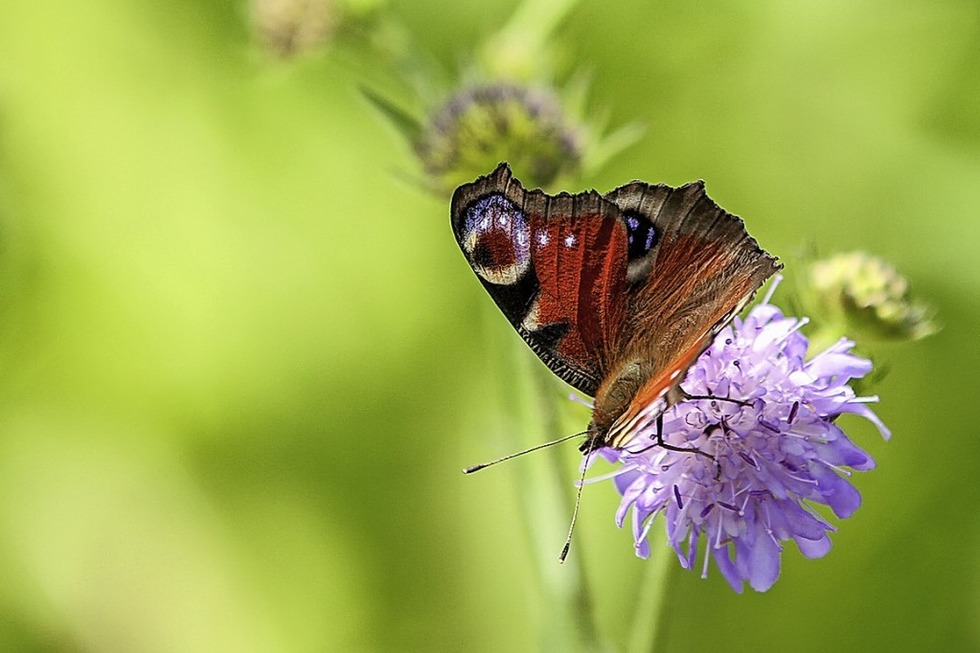 Im Naturschutzgebiet Feldberg gibt es Schmetterlinge zu entdecken - Badische Zeitung TICKET