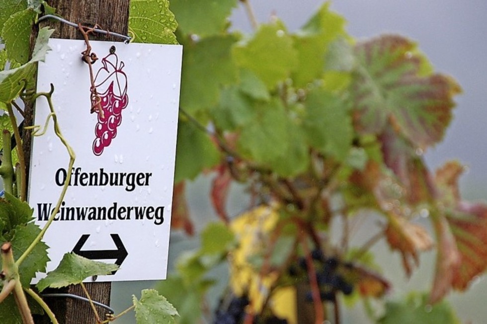 Der Offenburger Weinwanderweg schlngelt sich neun Kilometer durch die Reben - Badische Zeitung TICKET