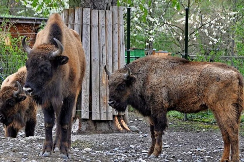 Im Tierpark Lange Erlen in Basel gibt vom Aussterben bedroht Arten - Badische Zeitung TICKET
