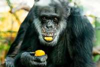 Schimpanse Benny lebt seit 50 Jahren im Karlsruher Zoo