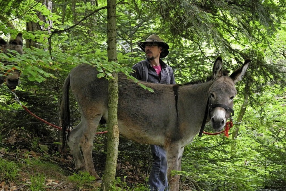 Mit dem Esel durch den Schwarzwald wandern - Badische Zeitung TICKET