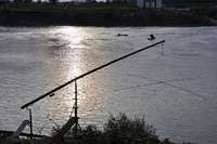 Angelvereine setzen sich dafr ein, dass die Fische in den Rhein zurckkehren