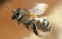 "Honigbienen fliegen bei Klte nicht"