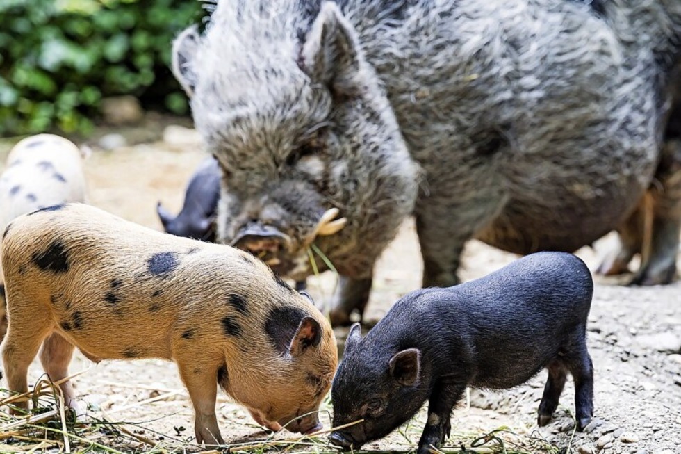 Sommernacht im Basler Zoo - Badische Zeitung TICKET