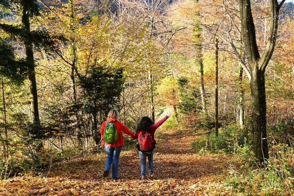 Mit Kindern im Wald: Eine zauberhafte Wanderung am Schauinsland - Badische Zeitung TICKET